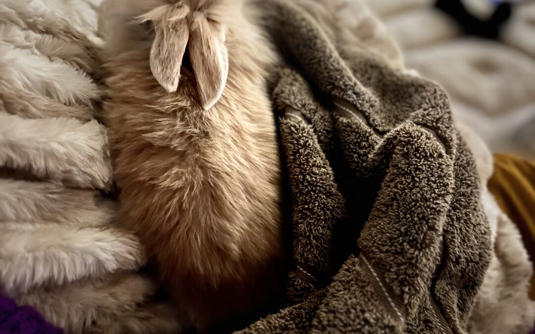 Studentvecka och mys med Bob och Bittan!