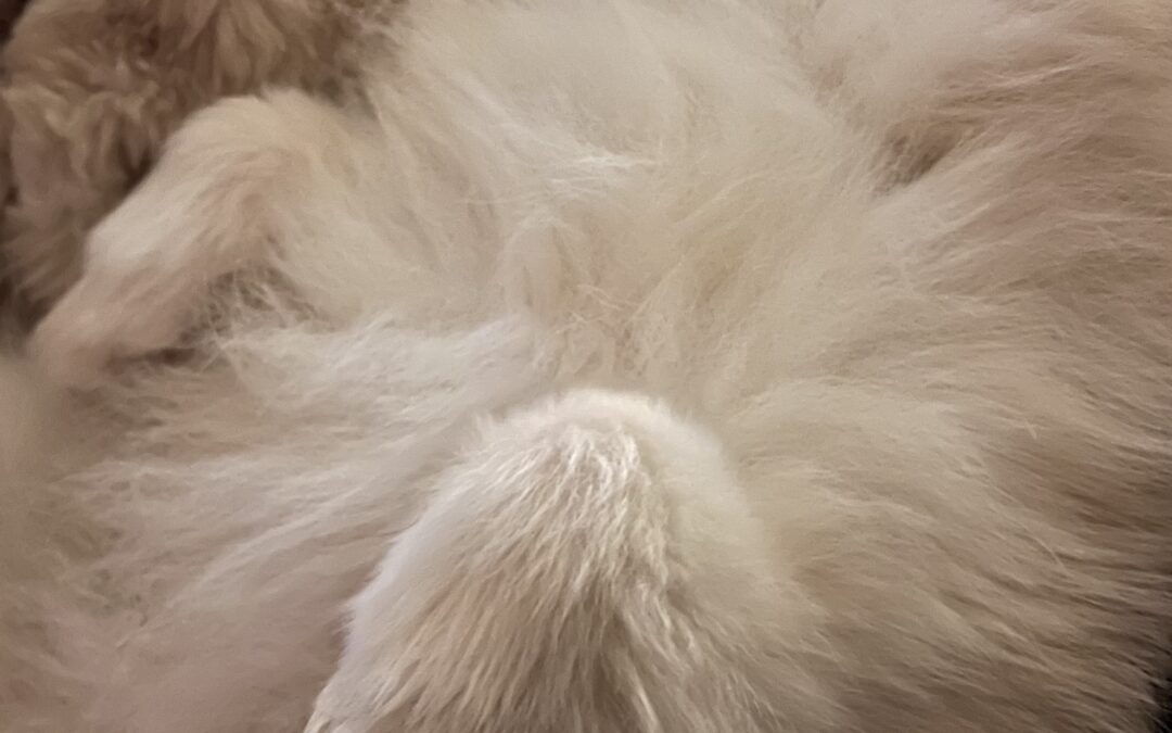 Mys på kullen och byggarbetsplats i hjärnan!