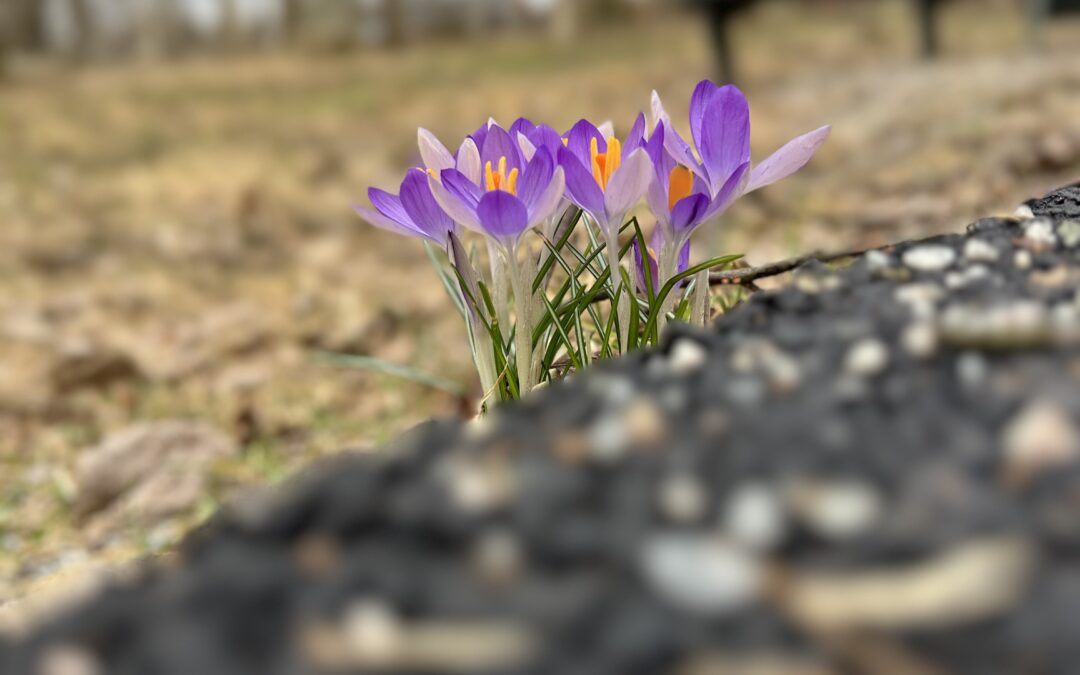 Ett vilset solsken dansar på min kind.